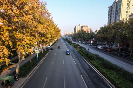 济南市张庄路道路绿化工程